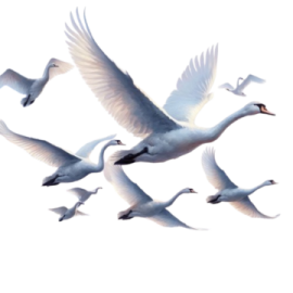 a group of birds flying in the sky