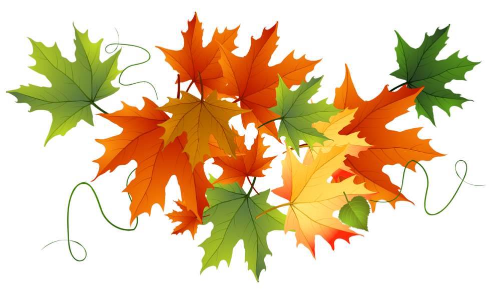 a bunch of colorful autumn leaves