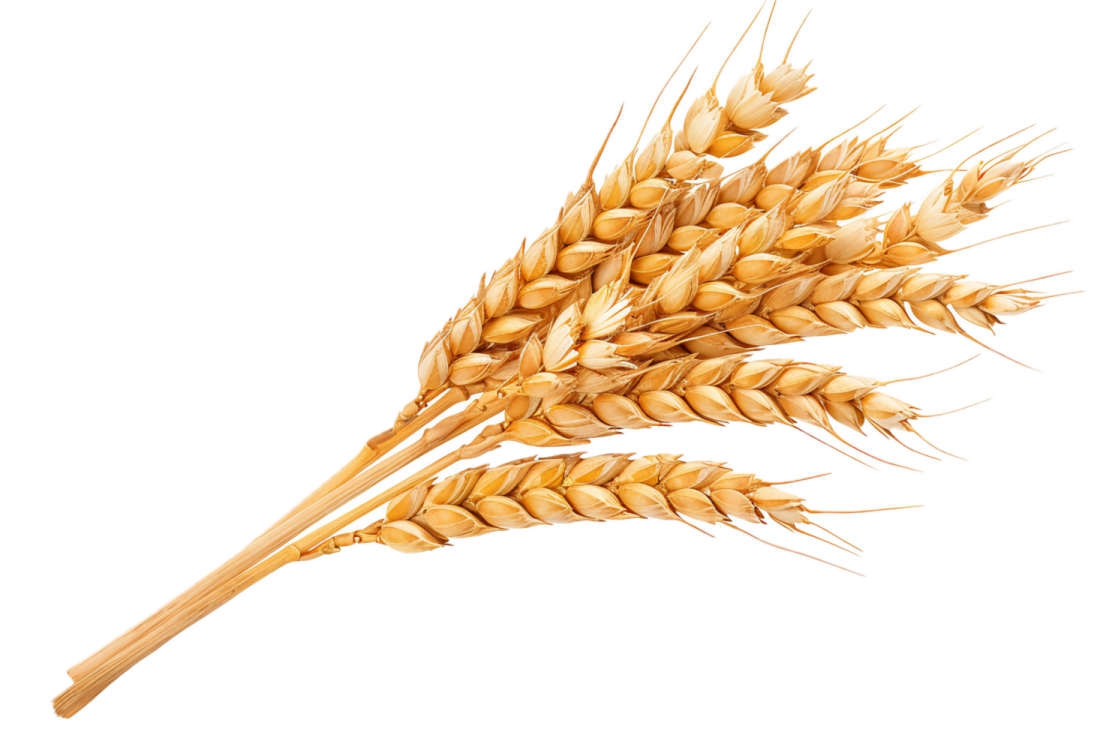 a bunch of wheat on a white background