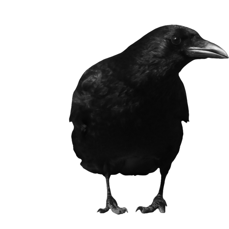 a black bird standing on top of a white surface