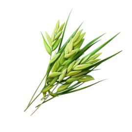 a bunch of green leaves on white background