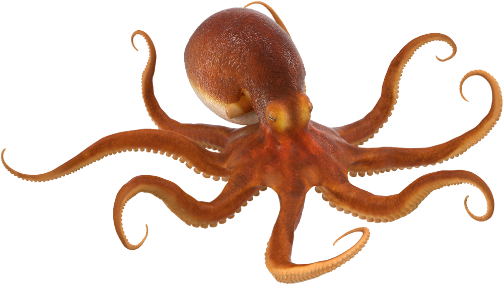 an octopus is standing on a white surface