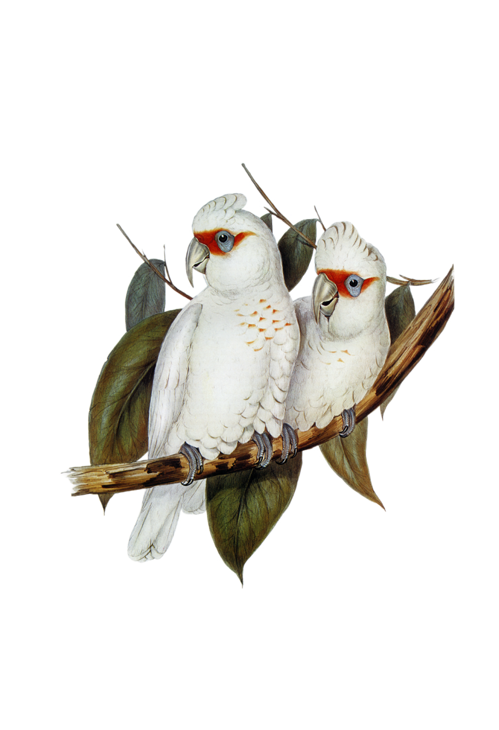 two birds sitting on a branch of a tree