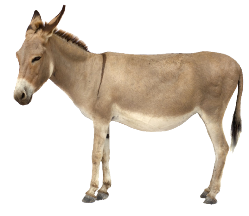 a donkey standing in front of a white background