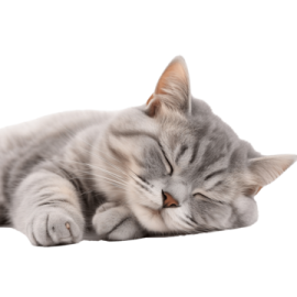a cat sleeping on the floor with its eyes closed