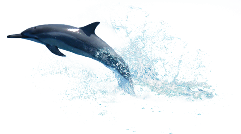 a dolphin jumping out of the water