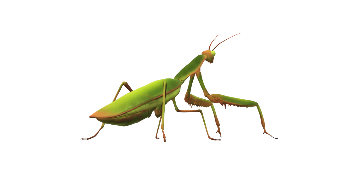 a green praying mantis on a white background