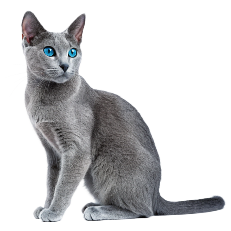 a gray cat with blue eyes sitting down