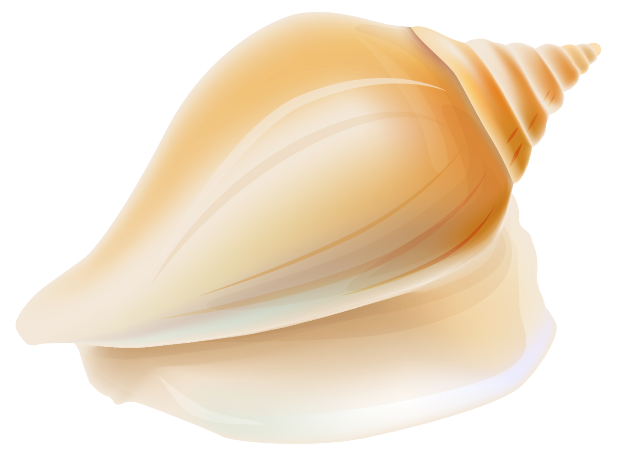 a seashell on a white background