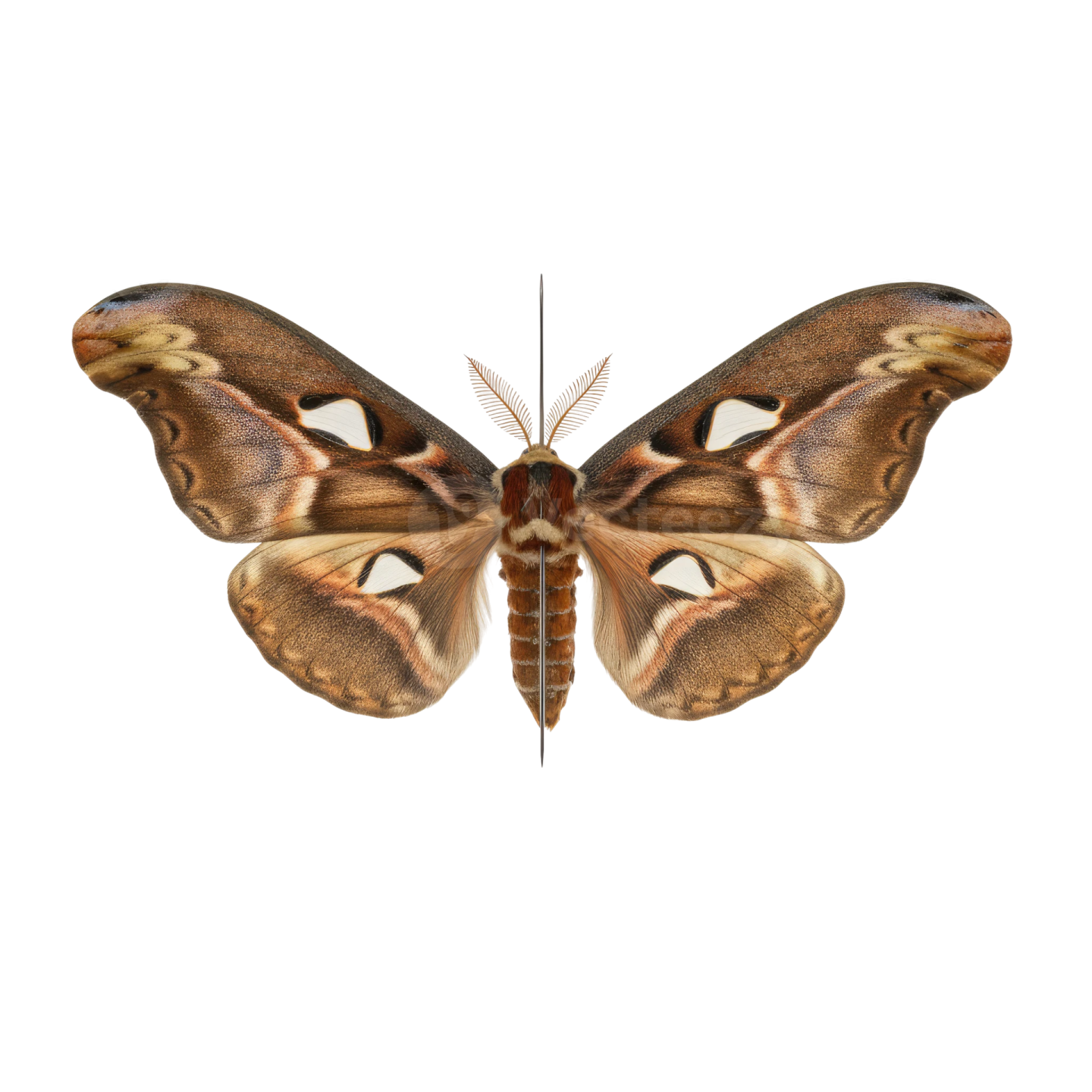 a brown and white butterfly on a white background