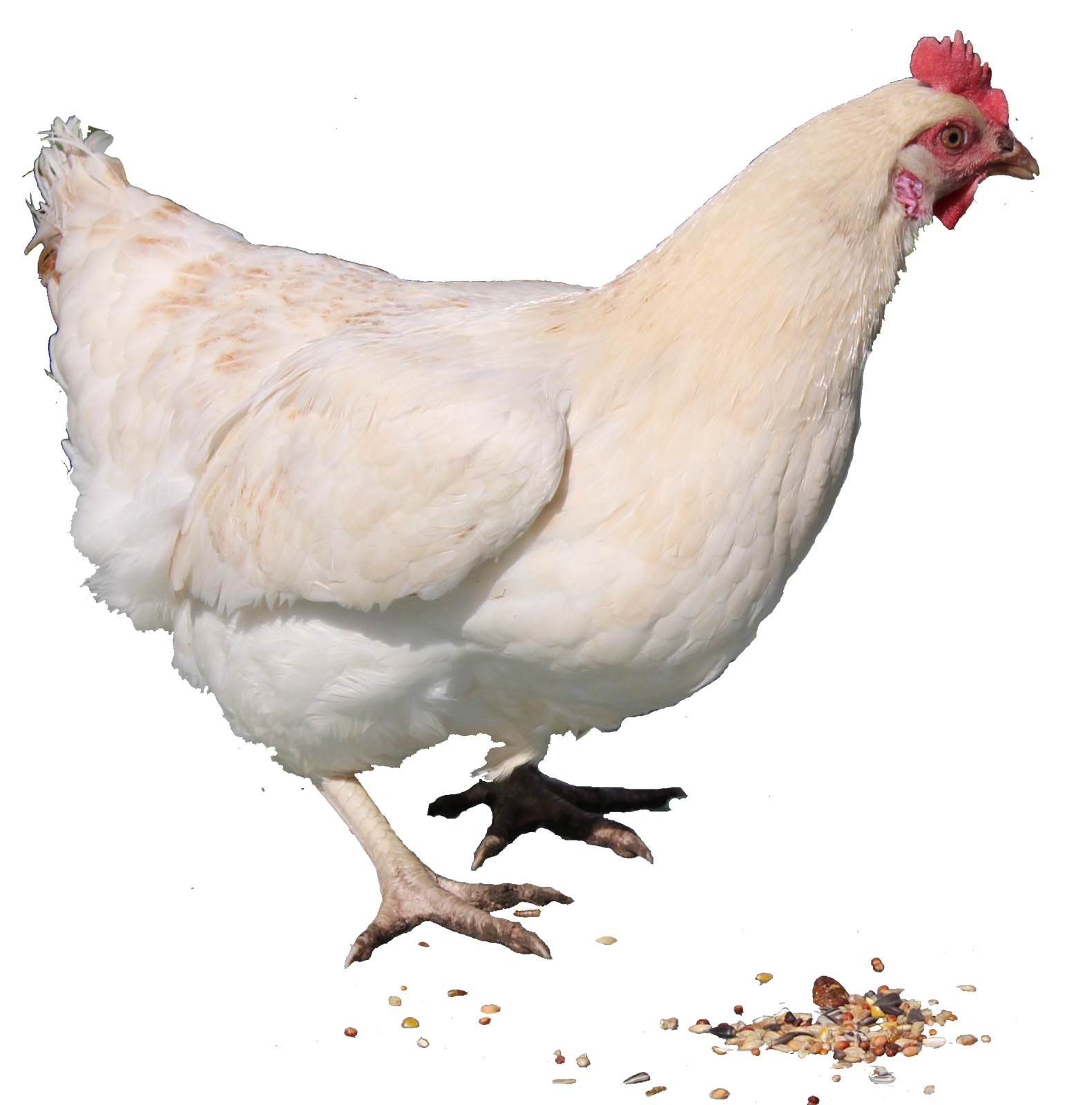 a white chicken standing next to a pile of food