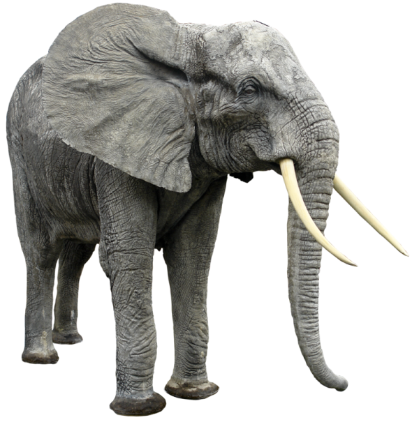 an elephant standing in front of a white background