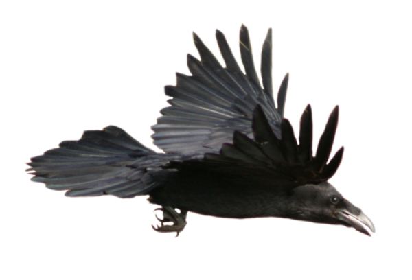 a black bird is flying in the air