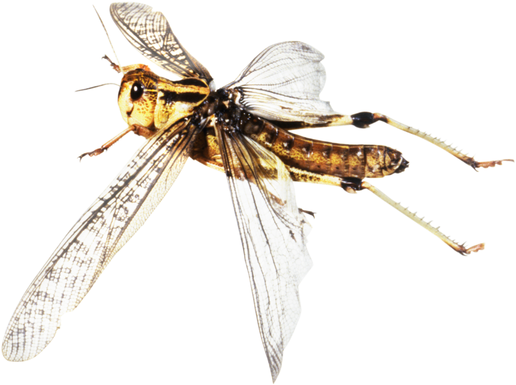 a close up view of a dragon fly