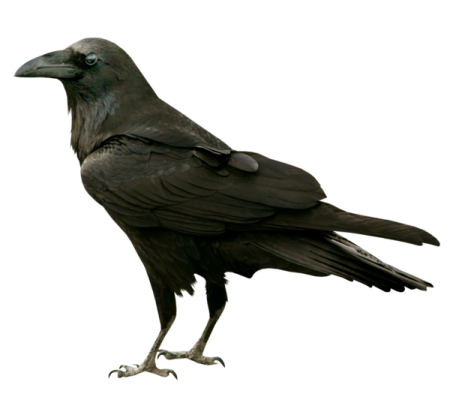 a black bird sitting on top of a white surface