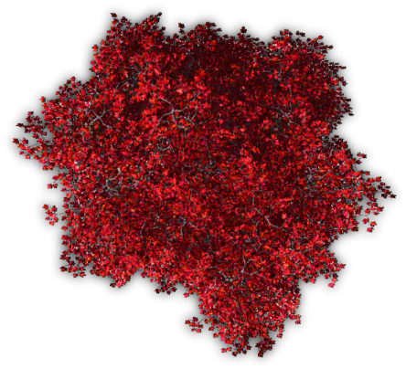 a pile of red berries on white background