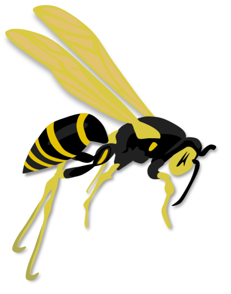 a black and yellow hornet on white background