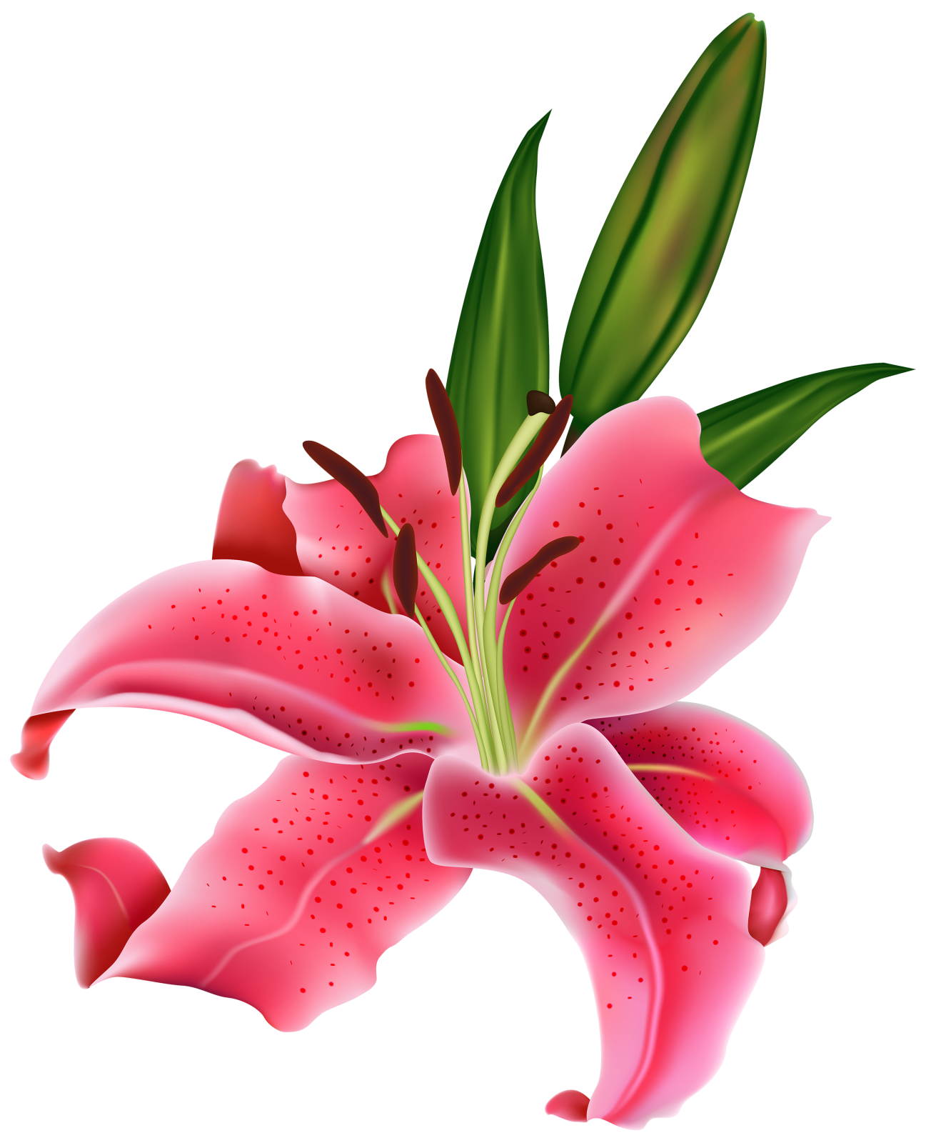 a pink lily flower on a white background
