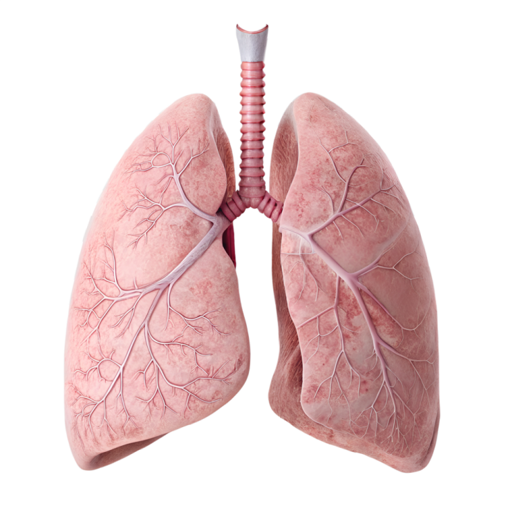 a diagram of the lungs