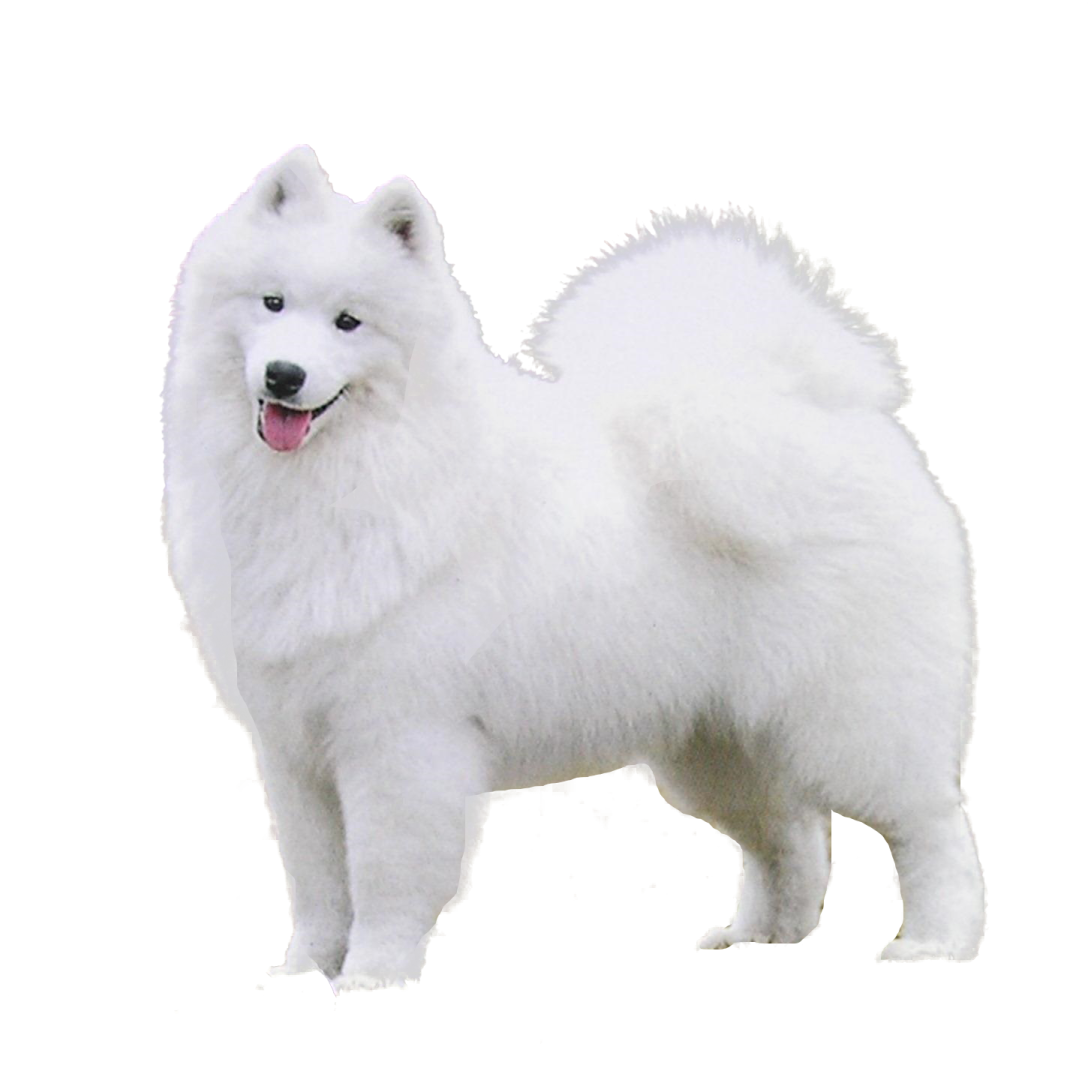 a white dog standing on top of a snow covered ground