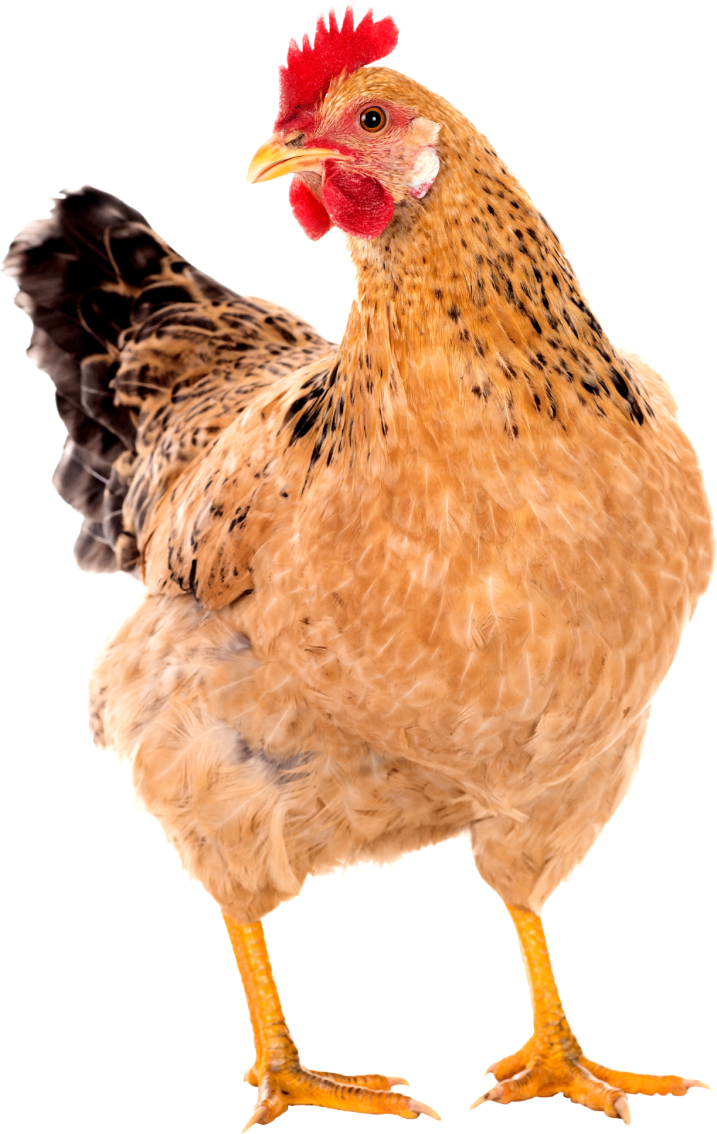 a close up of a chicken on a white background
