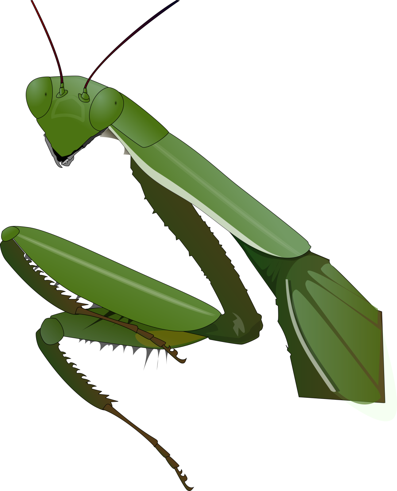 An illustration of a praying mantis