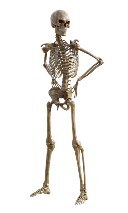 a human skeleton standing on a white background