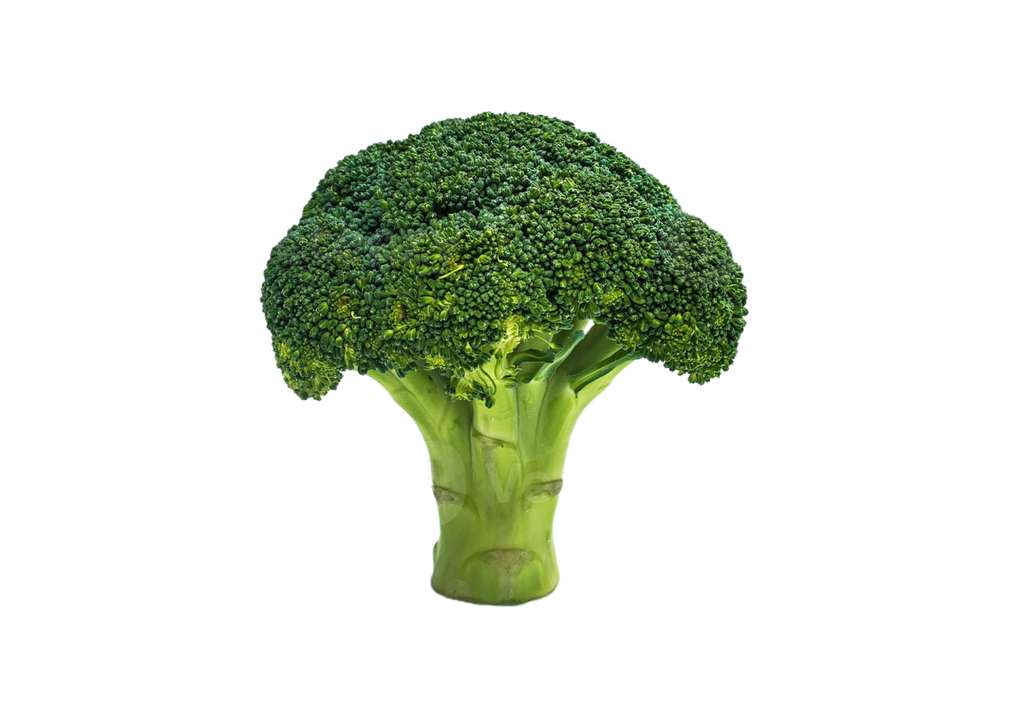a close up of a piece of broccote