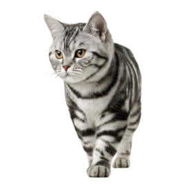 a gray and white cat walking on a white background
