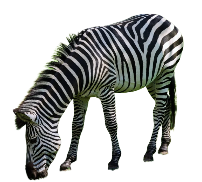 a zebra eating grass