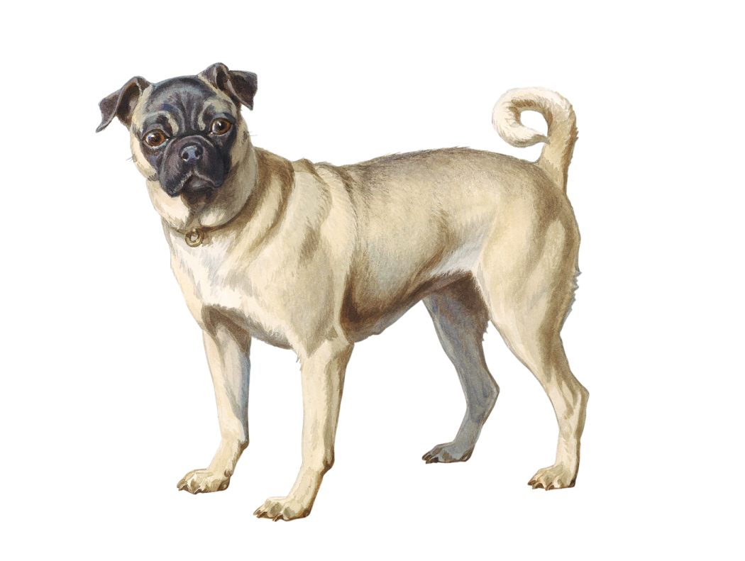 a painting of a pug