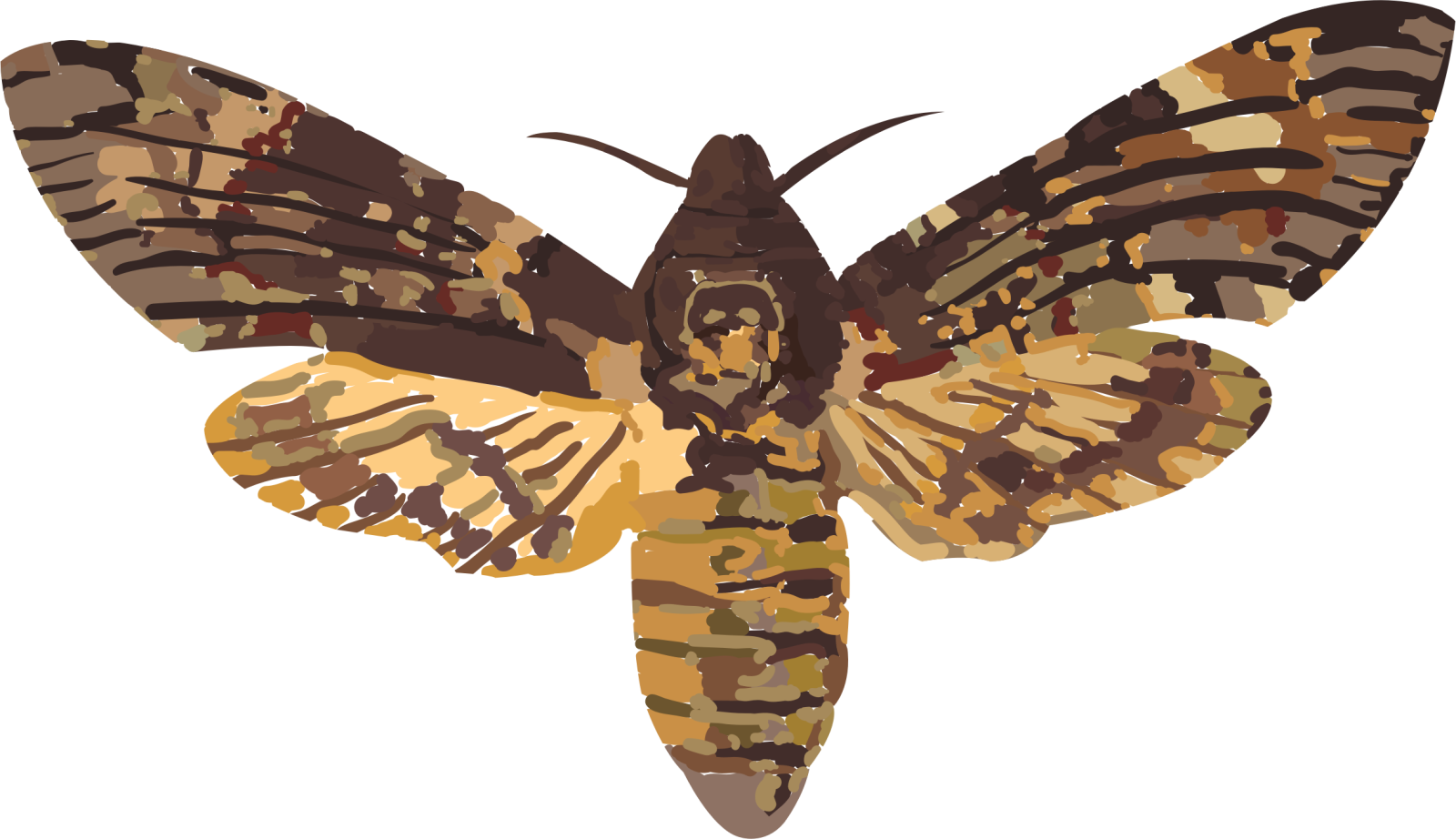 a moth on a white background