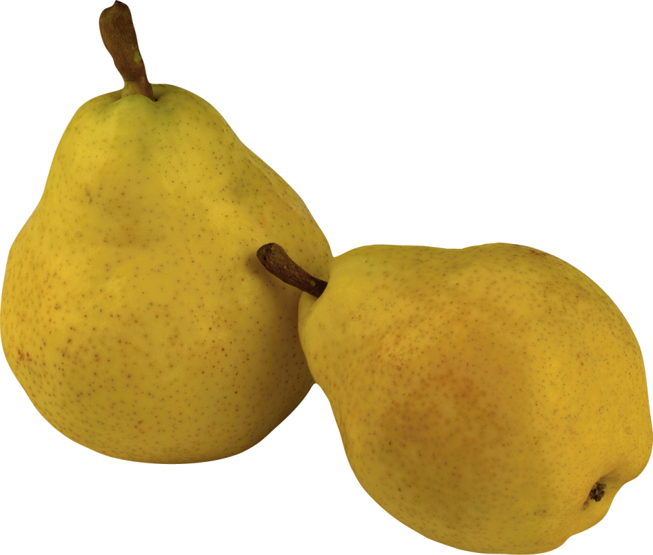 two yellow pears on a white background