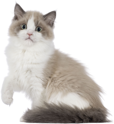 a gray and white cat sitting on the ground