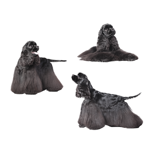 a set of four black cocks on white background