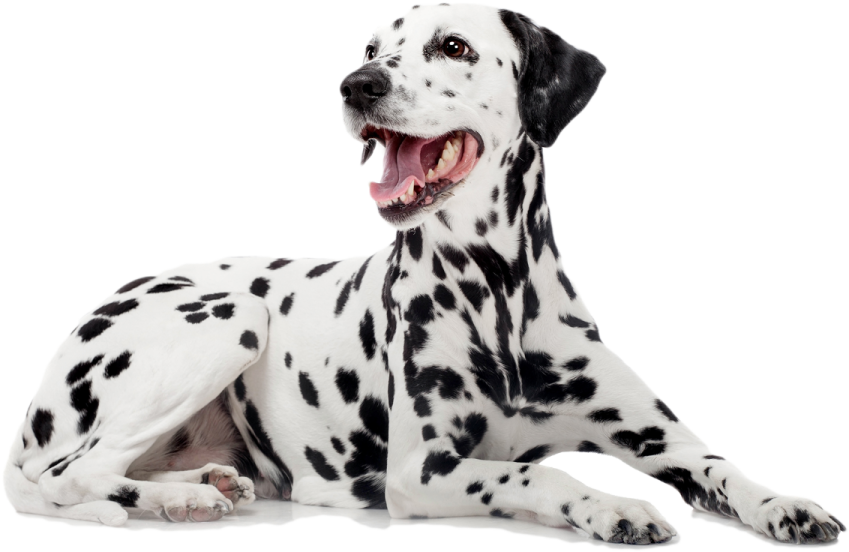 a black and white dog laying down with its mouth open