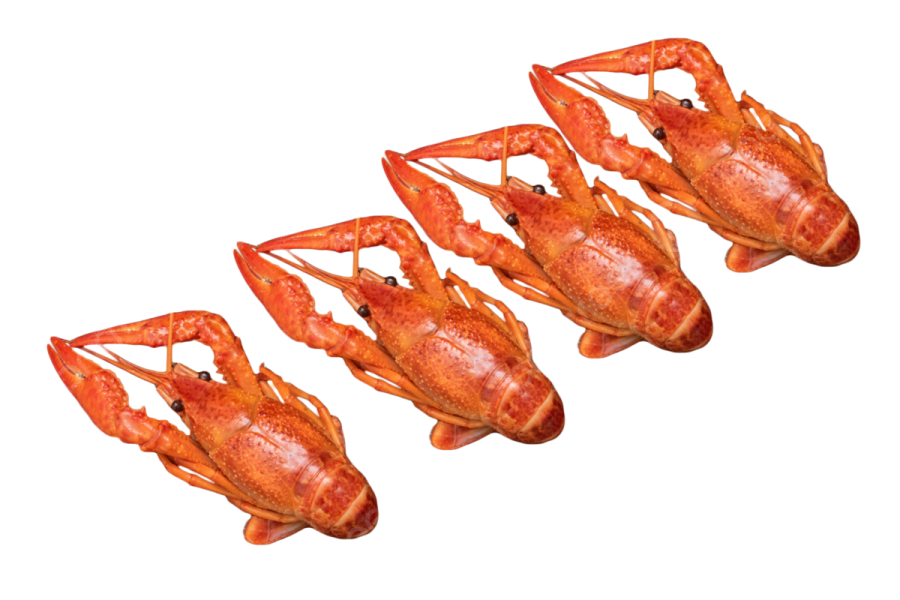 a group of lobsters on a white background