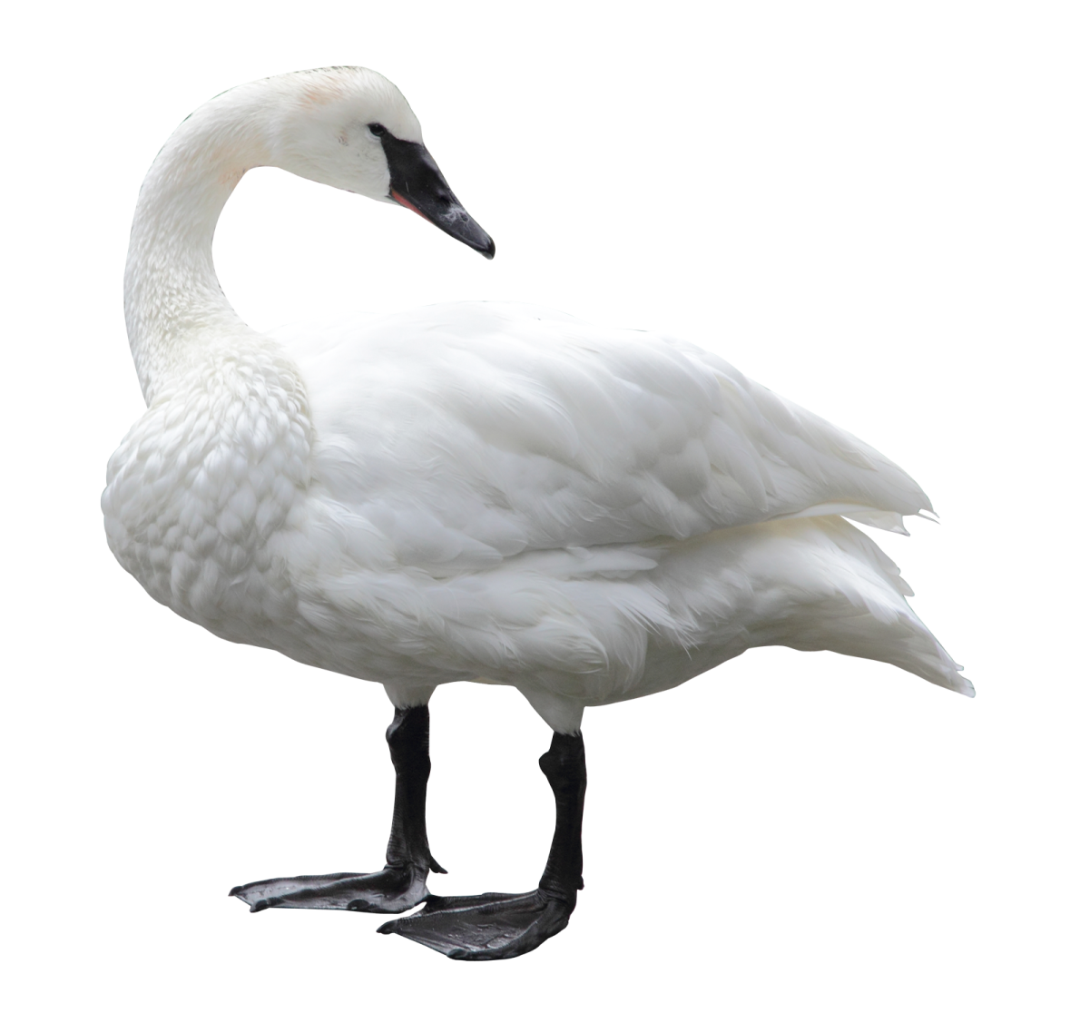 a white swan standing on its hinds