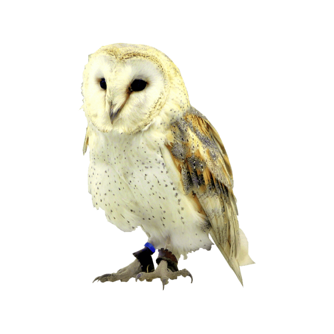 an owl is standing on a white surface