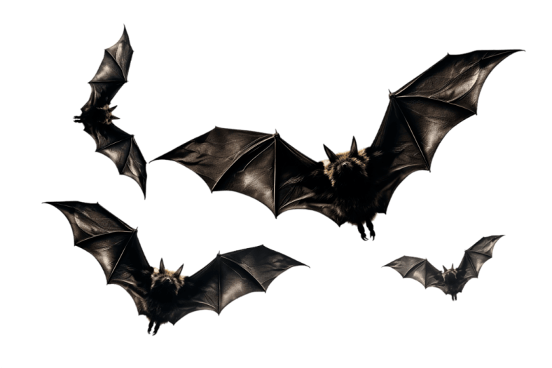 three bats flying in the air