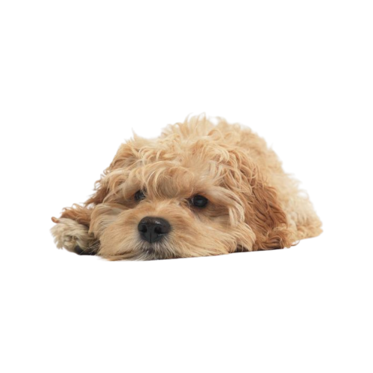 a small dog laying down on the floor