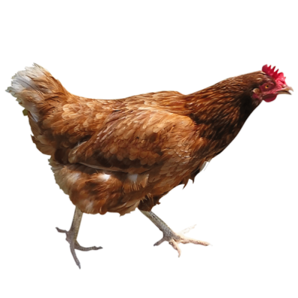 a brown chicken walking across a white surface