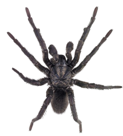 a large black tara spider on a white background