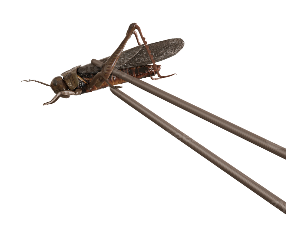 a close up of a wasp on a white background