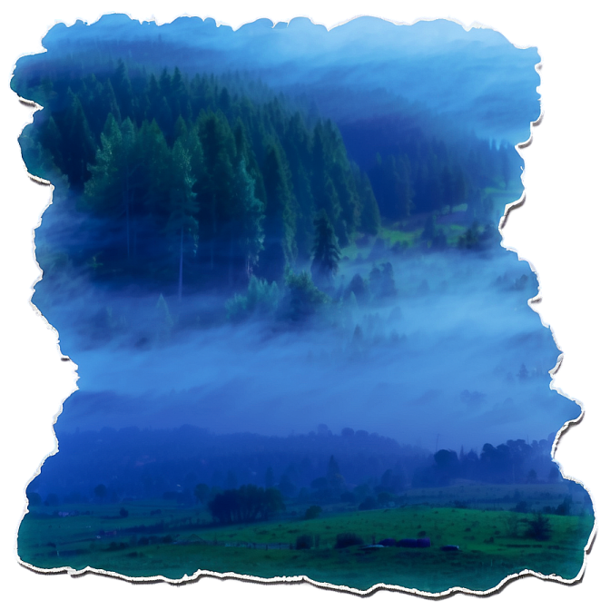 an image of a forest in the fog