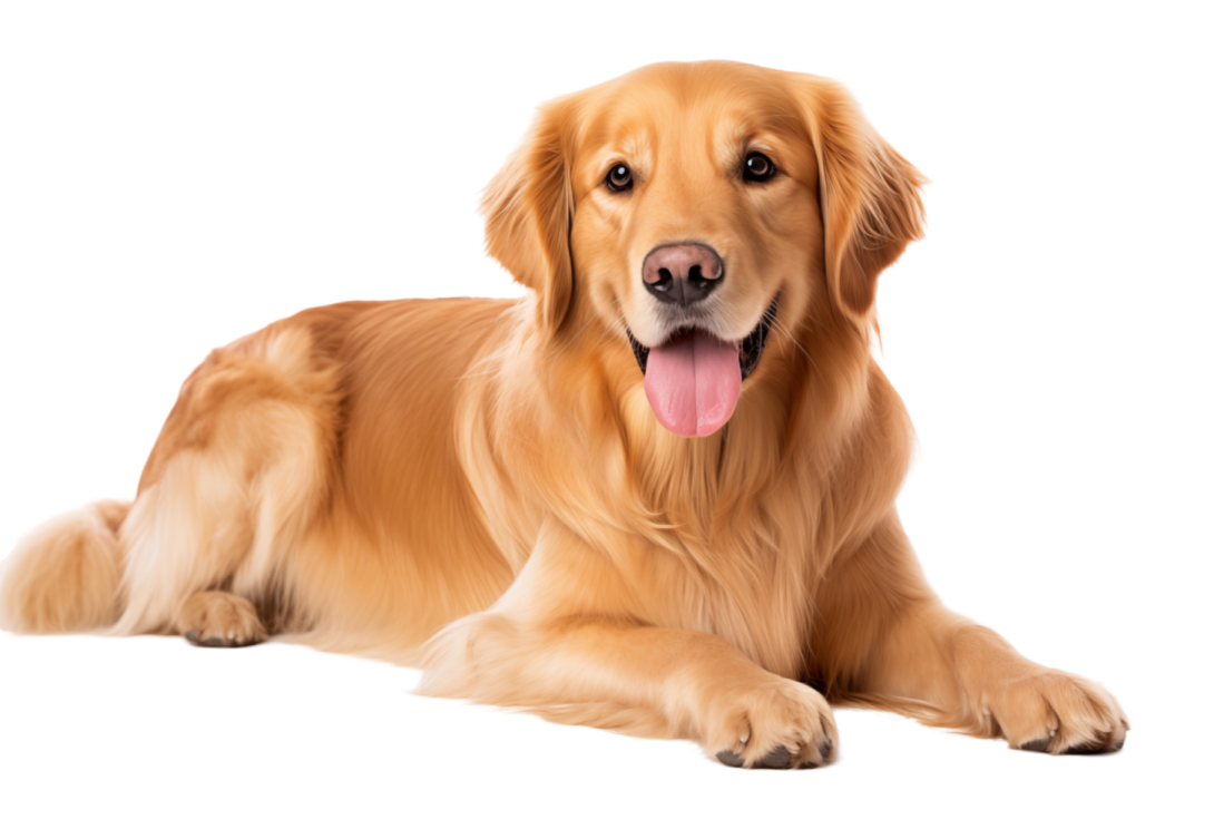 a golden retrieve dog laying down with its tongue out