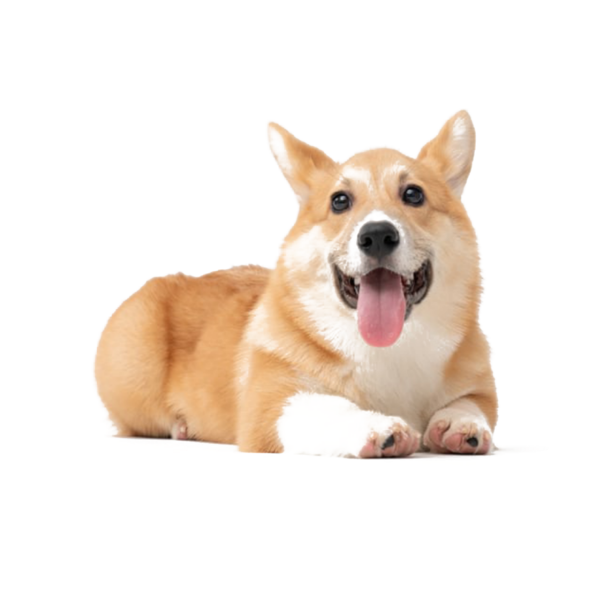 a small dog laying down with its tongue out