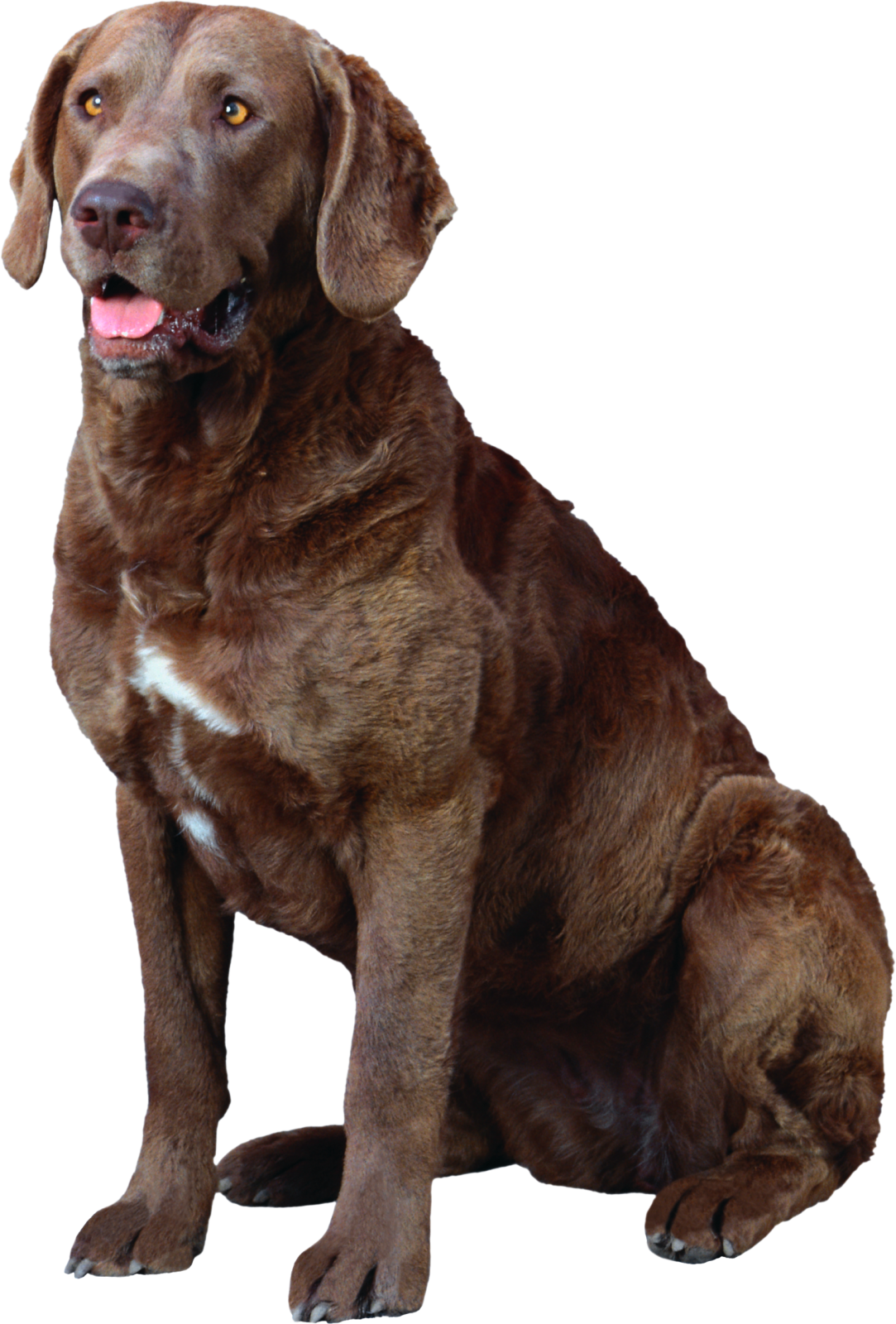 a large brown dog