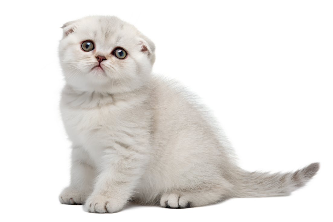 a white kitten looking up at the camera