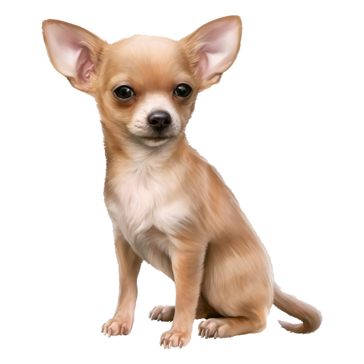 a small dog with big eyes sitting down